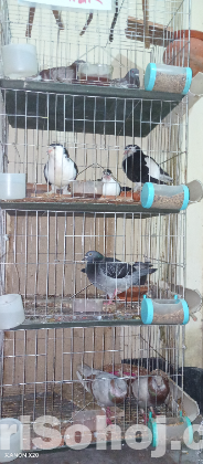 the pigeon